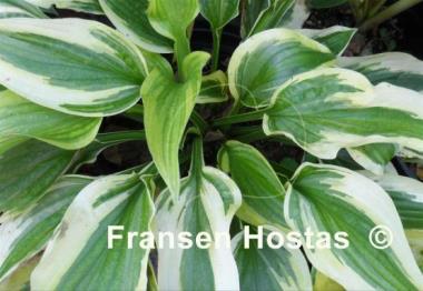Hosta Shazaam