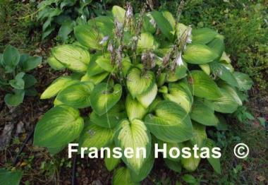 Hosta Sheila West