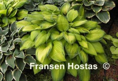 Hosta Sheila West