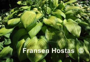 Hosta Sheila West