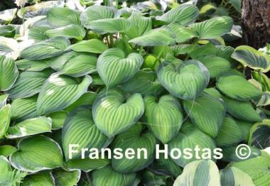 Hosta Sheila West