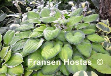 Hosta Sheila West