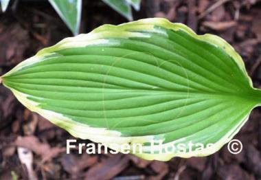 Hosta Shelleys