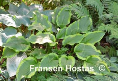 Hosta Shelleys