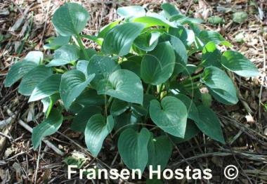 Hosta Sherborne Profusion