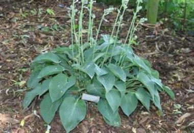 Hosta Sherborne Profusion