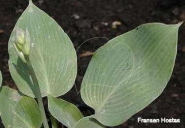 Hosta Sherborne Songbird