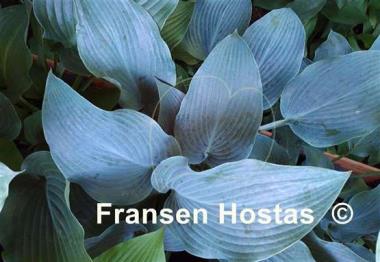 Hosta Sherborne Swan