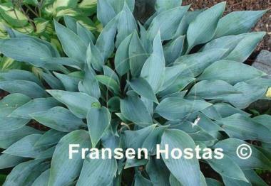 Hosta Sherborne Swift 10-pack