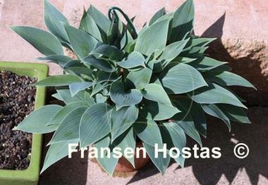 Hosta Sherborne Swift