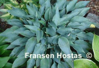Hosta Sherborne Swift