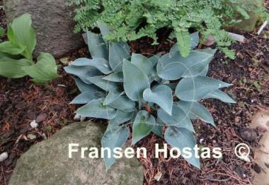 Hosta Sherborne Swift