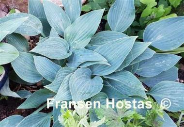 Hosta Sherborne Swift