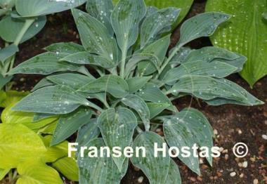 Hosta Sherborne Swift