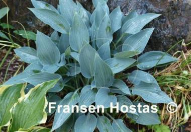 Hosta Sherborne Swift
