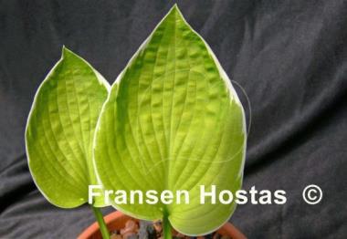 Hosta Shere Khan