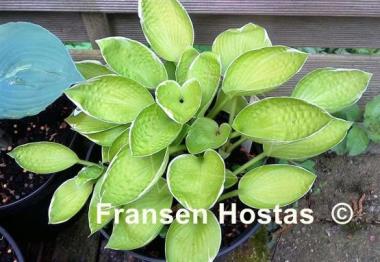 Hosta Shere Khan