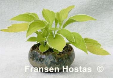 Hosta Shere Khan