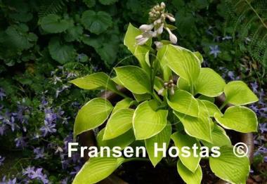 Hosta Shere Khan