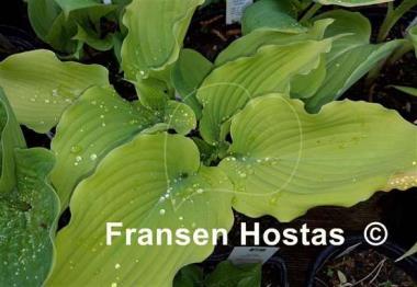 Hosta Sherlock