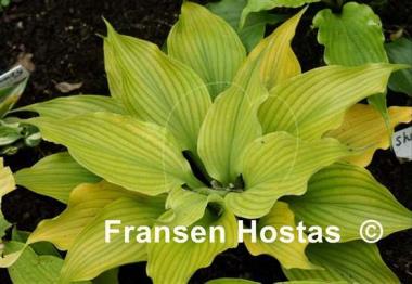Hosta Sherlock