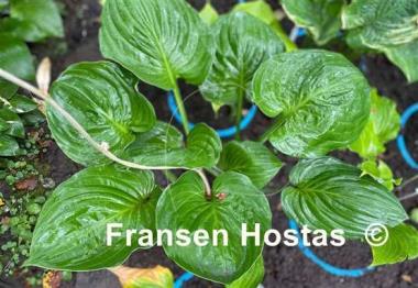 Hosta Sherwood Forest