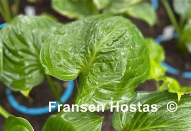 Hosta Sherwood Forest