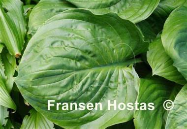 Hosta Sherwood Forest