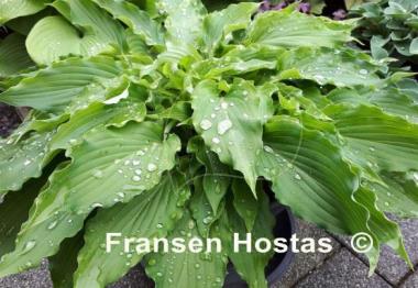 Hosta She's got the Moves