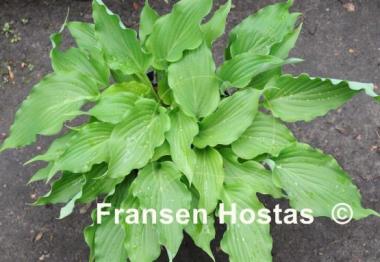 Hosta She's got the Moves