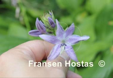 Hosta She's got the Moves