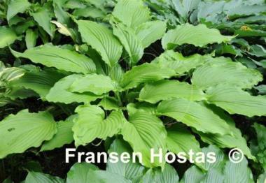 Hosta Shimmy Shake