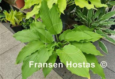 Hosta Shimmy Shake