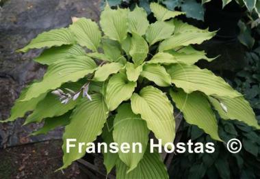 Hosta Shimmy Shake