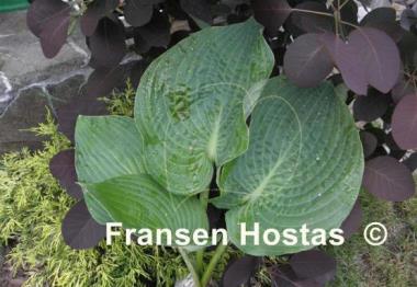 Hosta Shining Image