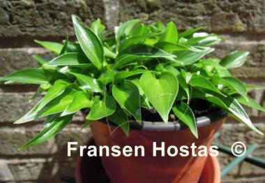 Hosta Shining Tot
