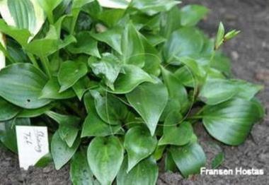 Hosta Shining Tot