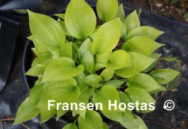 Hosta Shining Tot