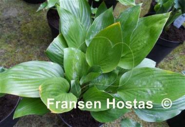 Hosta Shiny Leather