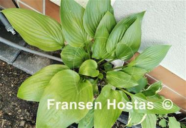 Hosta Shiny Leather