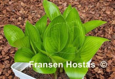 Hosta Shiny Leather