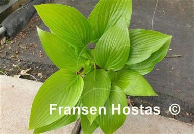 Hosta Shiny Leather