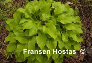 Hosta Shiny Penny
