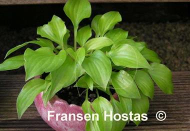 Hosta Shiny Penny