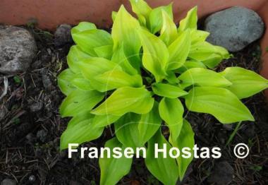 Hosta Shiny Penny