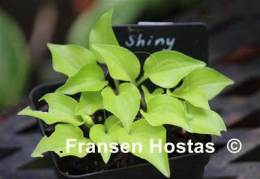 Hosta Shiny Penny