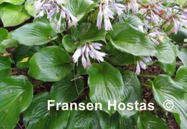 Hosta Shiny Sonata