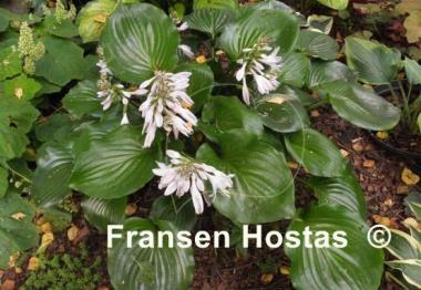 Hosta Shiny Sonata