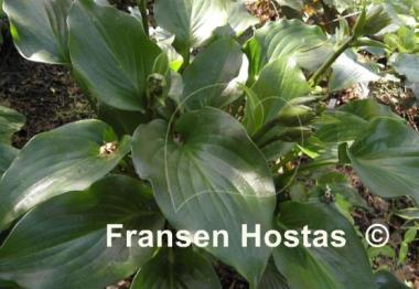 Hosta Shiny Sonata