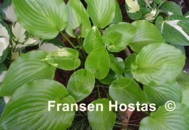 Hosta Shiny Sonata